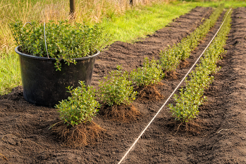 Засаждане на жив плет, дървета, храсти и цветя
